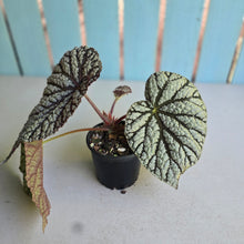 Load image into Gallery viewer, #RB23 Begonia Unknown
