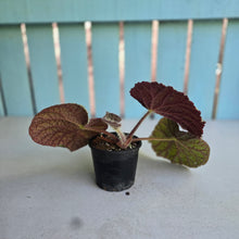 Load image into Gallery viewer, #RB23 Begonia Unknown