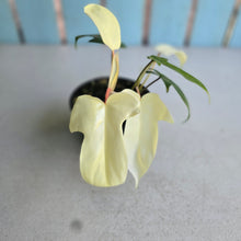 Load image into Gallery viewer, #R33 Philodendron Florida Ghost