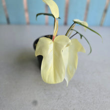 Load image into Gallery viewer, #R33 Philodendron Florida Ghost