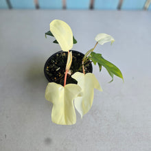 Load image into Gallery viewer, #R33 Philodendron Florida Ghost