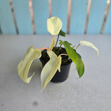 Load image into Gallery viewer, #R33 Philodendron Florida Ghost