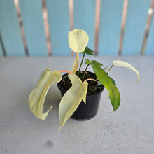 Load image into Gallery viewer, #R33 Philodendron Florida Ghost