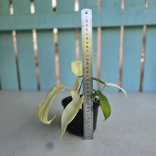 Load image into Gallery viewer, #R33 Philodendron Florida Ghost