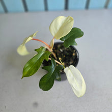 Load image into Gallery viewer, #R33 Philodendron Florida Ghost