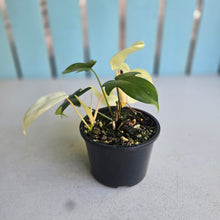 Load image into Gallery viewer, #R33 Philodendron Florida Ghost