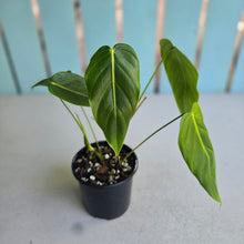 Load image into Gallery viewer, #D26 Philodendron Esmeraldense