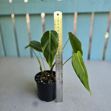 Load image into Gallery viewer, #D26 Philodendron Esmeraldense
