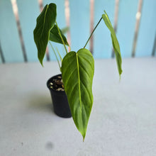 Load image into Gallery viewer, #D26 Philodendron Esmeraldense