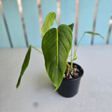 Load image into Gallery viewer, #D26 Philodendron Esmeraldense