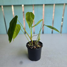 Load image into Gallery viewer, #D26 Philodendron Esmeraldense