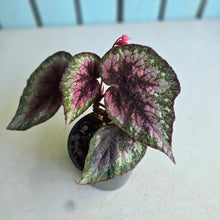 Load image into Gallery viewer, #R82 Begonia Plum Paisley