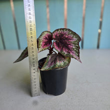 Load image into Gallery viewer, #R82 Begonia Plum Paisley