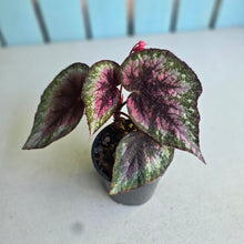 Load image into Gallery viewer, #R82 Begonia Plum Paisley