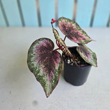 Load image into Gallery viewer, #R82 Begonia Plum Paisley
