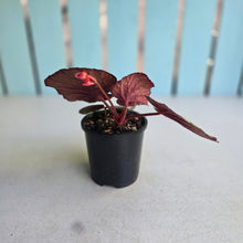 Load image into Gallery viewer, #R82 Begonia Plum Paisley