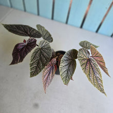 Load image into Gallery viewer, #D998 Begonia Maurice Amy