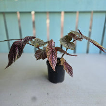 Load image into Gallery viewer, #D998 Begonia Maurice Amy