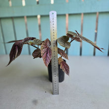 Load image into Gallery viewer, #D998 Begonia Maurice Amy