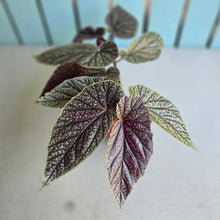 Load image into Gallery viewer, #D998 Begonia Maurice Amy