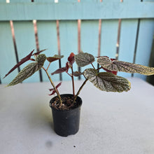 Load image into Gallery viewer, #D998 Begonia Maurice Amy