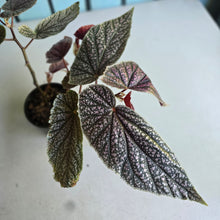 Load image into Gallery viewer, #D998 Begonia Maurice Amy