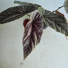 Load image into Gallery viewer, #D998 Begonia Maurice Amy