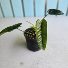 Load image into Gallery viewer, #D888 Philodendron Felix