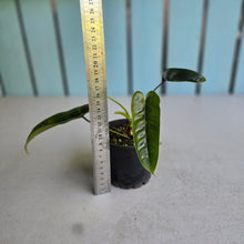 Load image into Gallery viewer, #D888 Philodendron Felix
