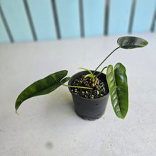 Load image into Gallery viewer, #D888 Philodendron Felix