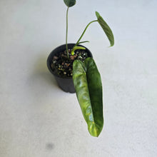 Load image into Gallery viewer, #D888 Philodendron Felix