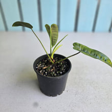 Load image into Gallery viewer, #D888 Philodendron Felix