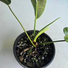 Load image into Gallery viewer, #D888 Philodendron Felix