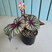 Load image into Gallery viewer, #R107 Begonia Unknown