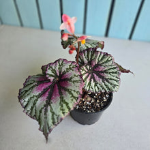 Load image into Gallery viewer, #R107 Begonia Unknown