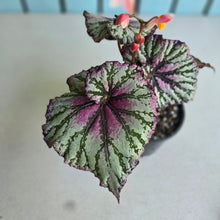 Load image into Gallery viewer, #R107 Begonia Unknown