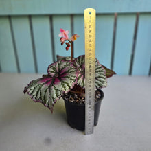 Load image into Gallery viewer, #R107 Begonia Unknown