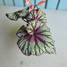 Load image into Gallery viewer, #R107 Begonia Unknown