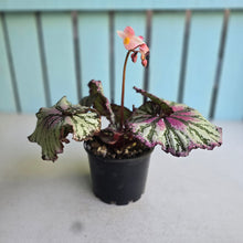 Load image into Gallery viewer, #R107 Begonia Unknown
