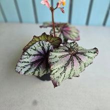 Load image into Gallery viewer, #R107 Begonia Unknown