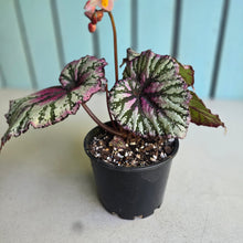 Load image into Gallery viewer, #R107 Begonia Unknown