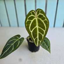 Load image into Gallery viewer, #D89 Anthurium Crystallinum x