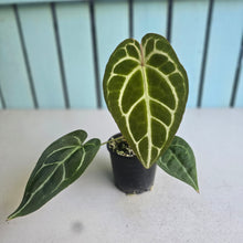 Load image into Gallery viewer, #D89 Anthurium Crystallinum x