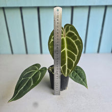 Load image into Gallery viewer, #D89 Anthurium Crystallinum x