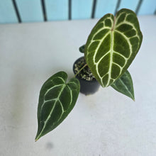 Load image into Gallery viewer, #D89 Anthurium Crystallinum x
