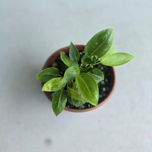 Load image into Gallery viewer, #R67 Three x Anthurium Punctatum Seedlings