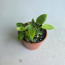 Load image into Gallery viewer, #R67 Three x Anthurium Punctatum Seedlings