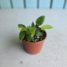 Load image into Gallery viewer, #R67 Three x Anthurium Punctatum Seedlings
