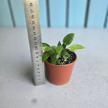 Load image into Gallery viewer, #R67 Three x Anthurium Punctatum Seedlings