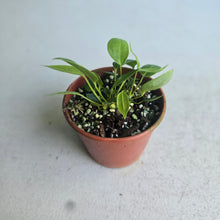 Load image into Gallery viewer, #R67 Three x Anthurium Punctatum Seedlings